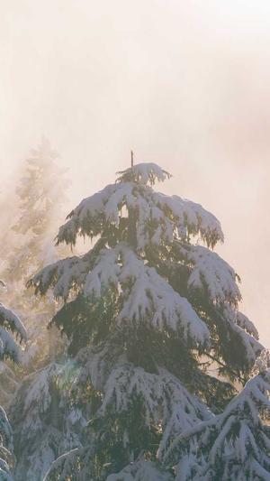 蜘蛛池的原理是什么截图2