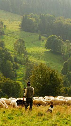 霸屏站群泛目录截图1
