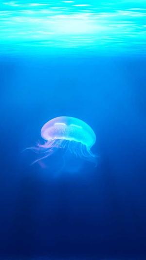 泛目录站群软件最新版截图4