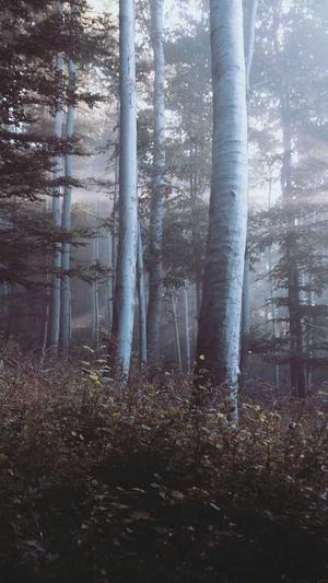 蜘蛛池手工制作步骤截图3