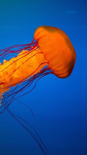 seo免费培训教程截图1