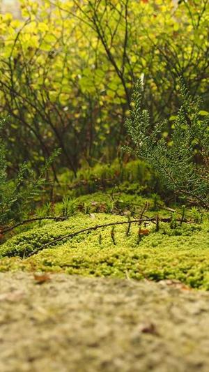 小旋风泛目录官网截图3