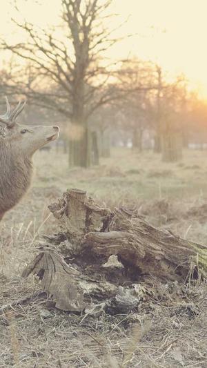 泛目录优化截图2