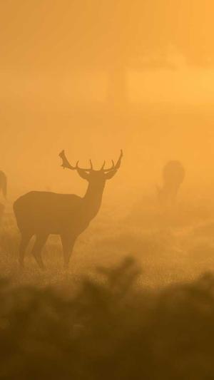 seo优化排名工具截图2