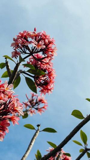 seo在线分析工具包截图1