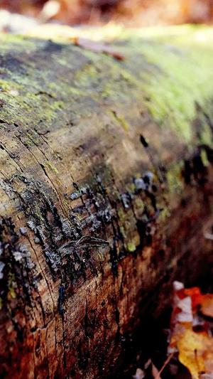 揭阳市seo推广营销工具截图4